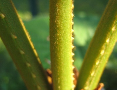 Green 6 237.jpg