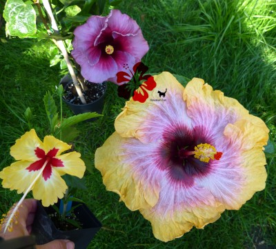 tah Purple Queen  25072012.jpg
