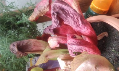 2012-07-25 12.25.08.jpg