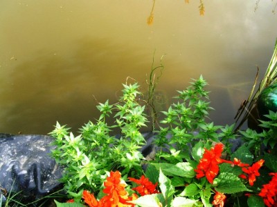 PICT0124.JPG
