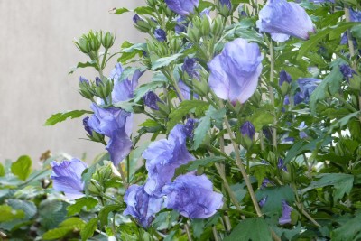 Garten Hibi (2).JPG