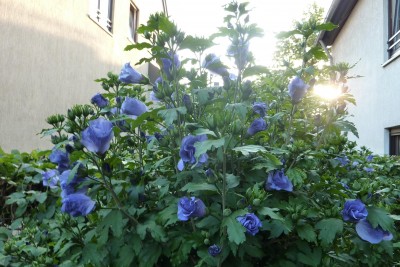 Garten Hibi.JPG