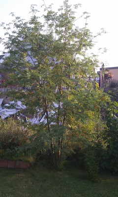 IMAG0088.jpg