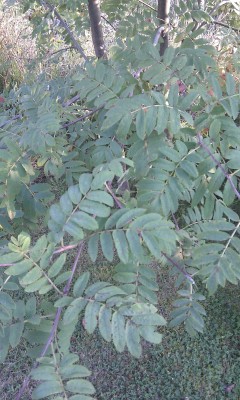 IMAG0087.jpg