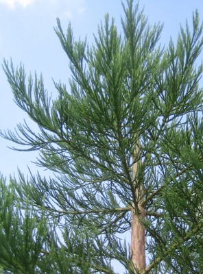 Green 6 254.jpg