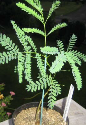 Green 6 267.jpg