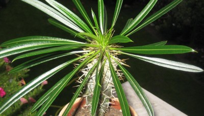 Green 6 268.jpg