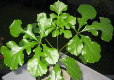 Green 6 266.jpg