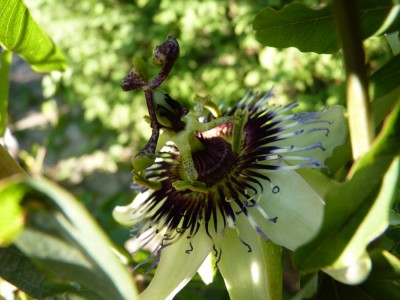 Passiflora Ely 1.jpg