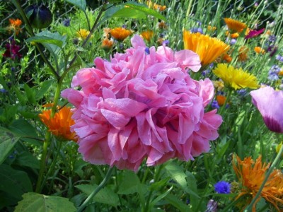 PIC_0016 (640x480).jpg