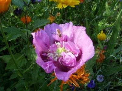 PIC_0015 (640x480).jpg