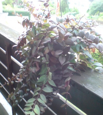 DSC00038.JPG