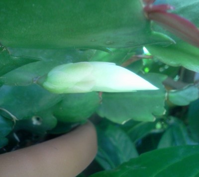 Knospe 27.07.12.jpg