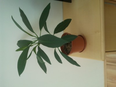2012-07-05 15.29.54.jpg