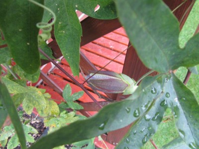 K1024_IMG_1347.JPG
