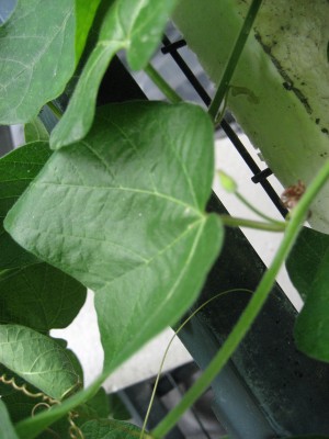 sanguinolenta.jpg