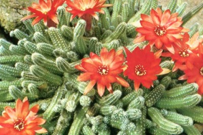 chamaecereus silvestrii#.jpg
