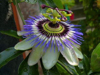 caerulea.jpg