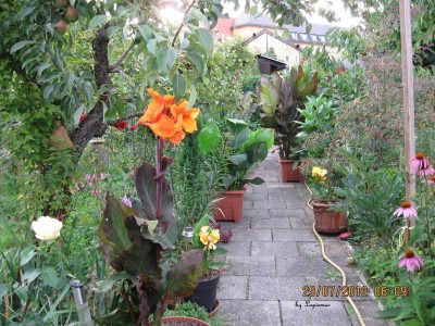 Garten 2012_2371.jpg