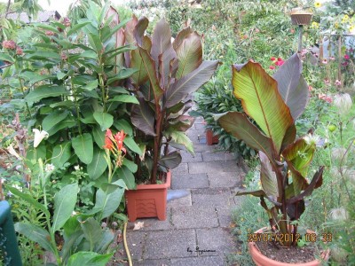 Garten 2012_2373.jpg