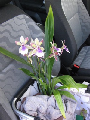 Neues Zygopetalum_5682.jpg