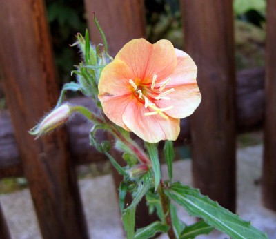 Orange Nachtkerze_5833.jpg