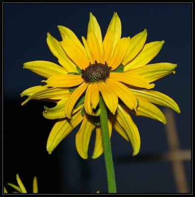 rudbeckia_doppelblüte1.jpg