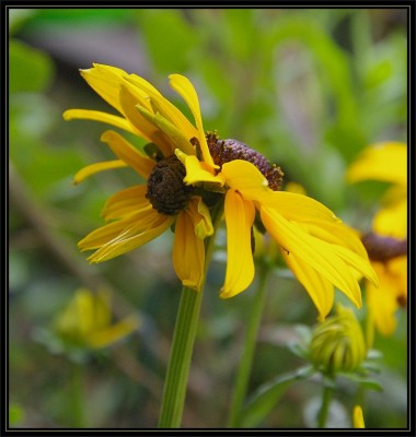 rudbeckia_doppelblüte1b.jpg