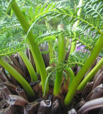 Green 6 259.jpg