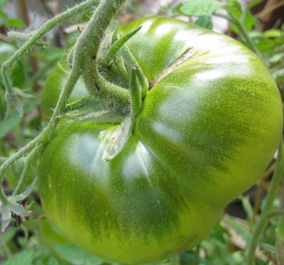 Green 6 291.jpg