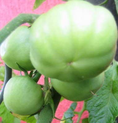 Green 6 285.jpg
