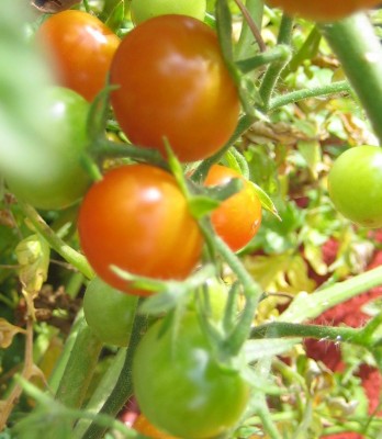 Cocktail-Tomaten.jpg