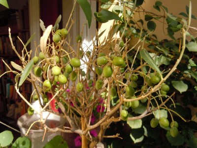 olive 001 (2).jpg