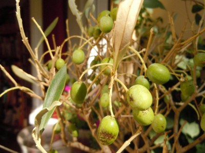 olive 002 (2).jpg