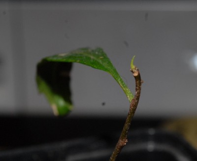 Baobab 001yy.jpg
