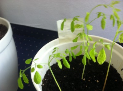 Foto 30.07.12 12 09 28.jpg