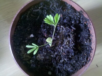 Blumenerde + Sand.jpg