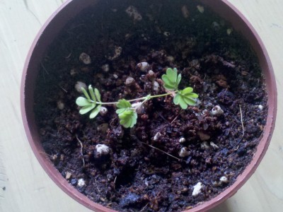 Blumenerde + Sand + LechuzaPon + Kokohum.jpg