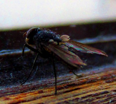 Fliege.jpg