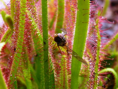 Sonnentau m. Fliege.jpg