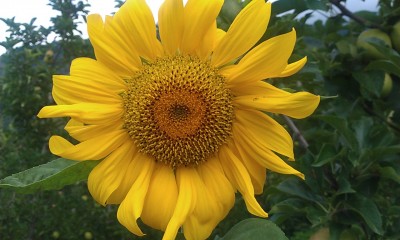 Sonnenblume Ita.jpg