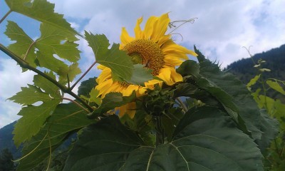 Sonnenblume groß.jpg