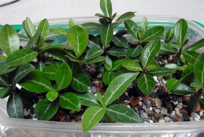 Adenium-Aussaatschale.jpg
