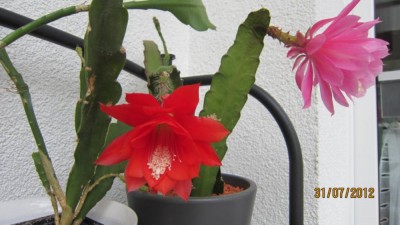 Rot-rosa Blüten.jpg