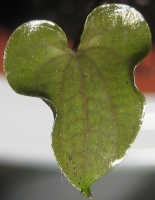 Green 6 383.jpg
