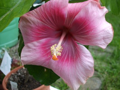 T.Immerial Blossom.JPG