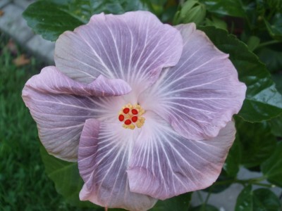M.Mangy Blue.JPG
