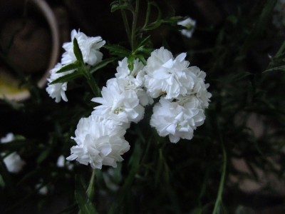 DSCF6769.JPG