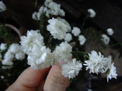 DSCF6768.JPG