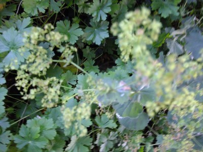 DSCF6770.JPG